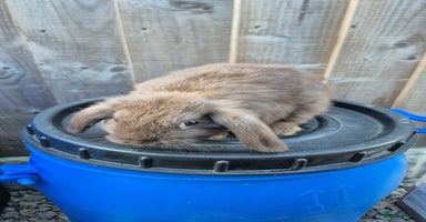 Lionhead rabbits - Advert 13