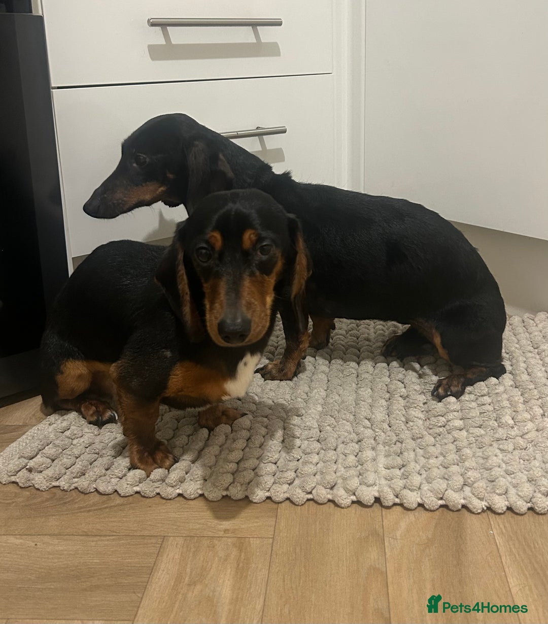 Dachshund dogs for sale: 2 dachshunds looking for a loving home. - Advert 3