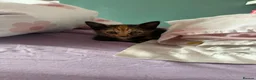 Mixed Breed cats for sale: Female kitten ready for a home - Advert 3