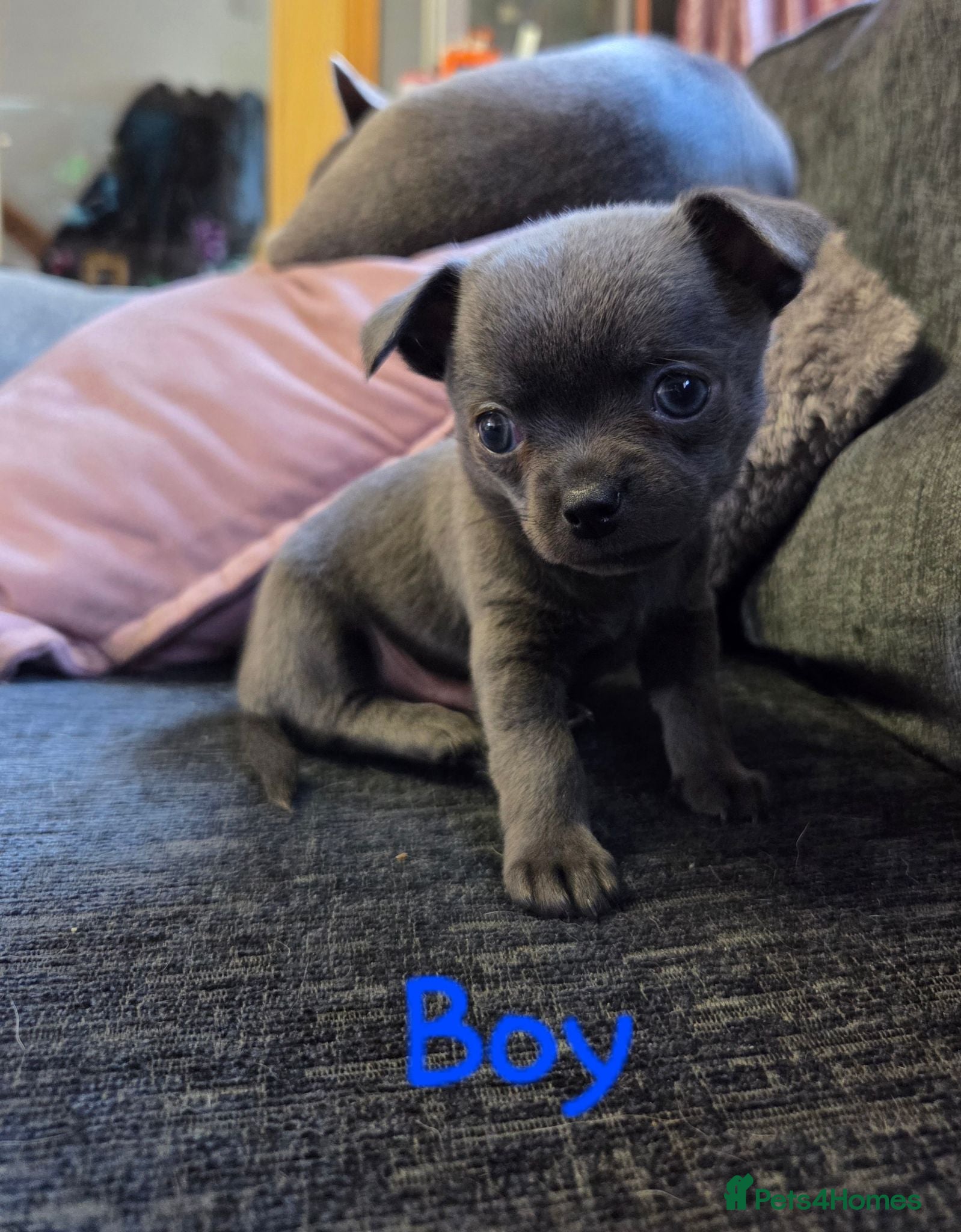 Chihuahua dogs Pedigree Chihuahua Puppies  - Advert 12