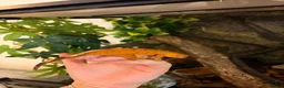Gecko reptiles for sale: Crested gecko - orange female 🦎🍑 - Advert 10