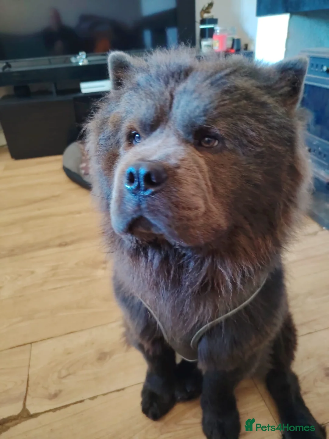 Chow Chow dogs for sale: Chow chow in Lancaster - Advert 2