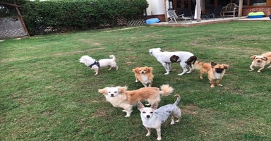 Mixed Breed dogs - Advert 1