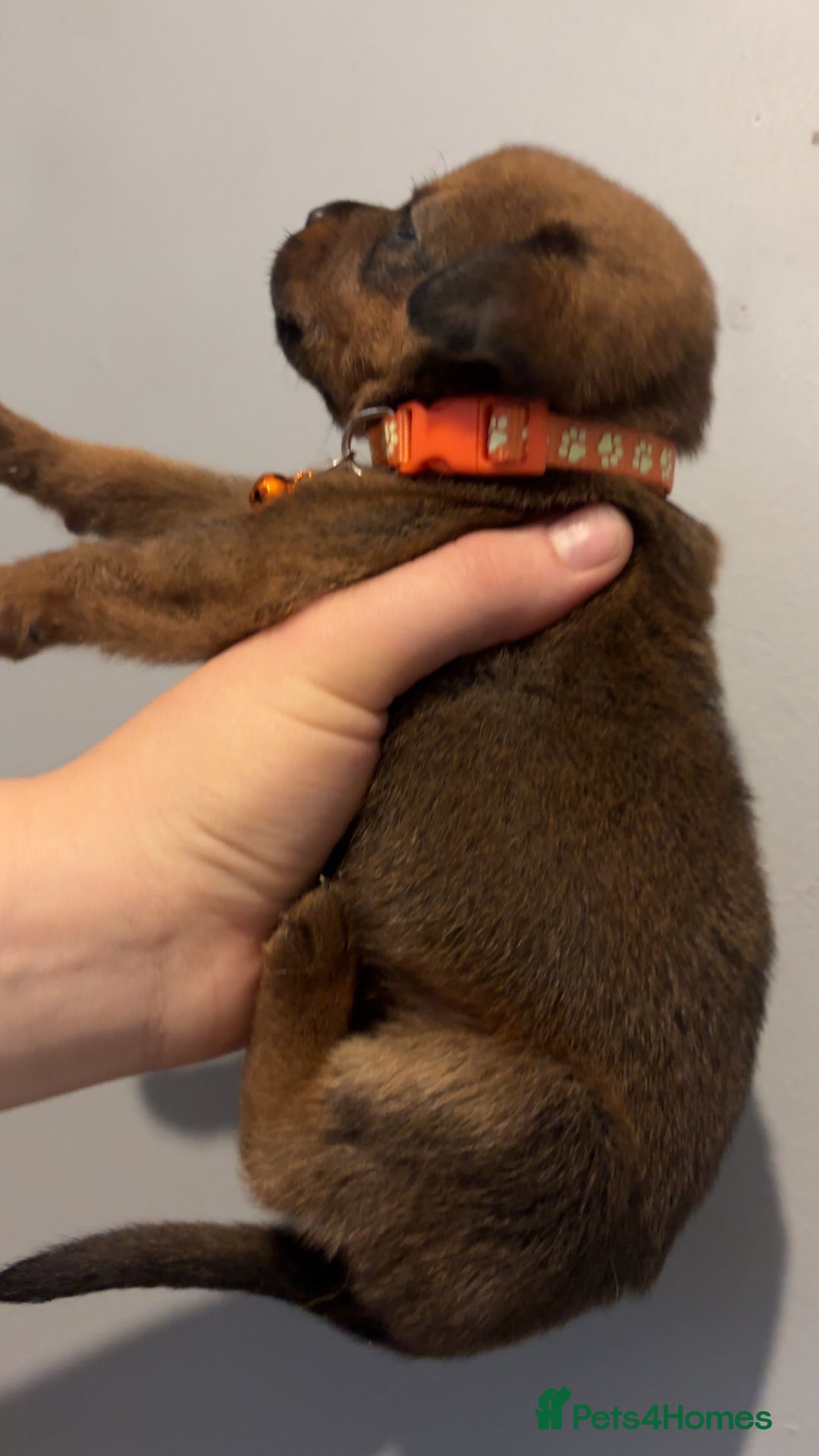 Mixed Breed dogs for sale: Boxwillers - Image 9
