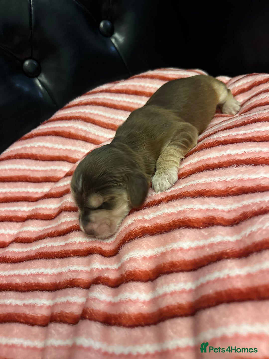 Cocker Spaniel dogs for sale: Show type cocker spaniels  - Advert 8