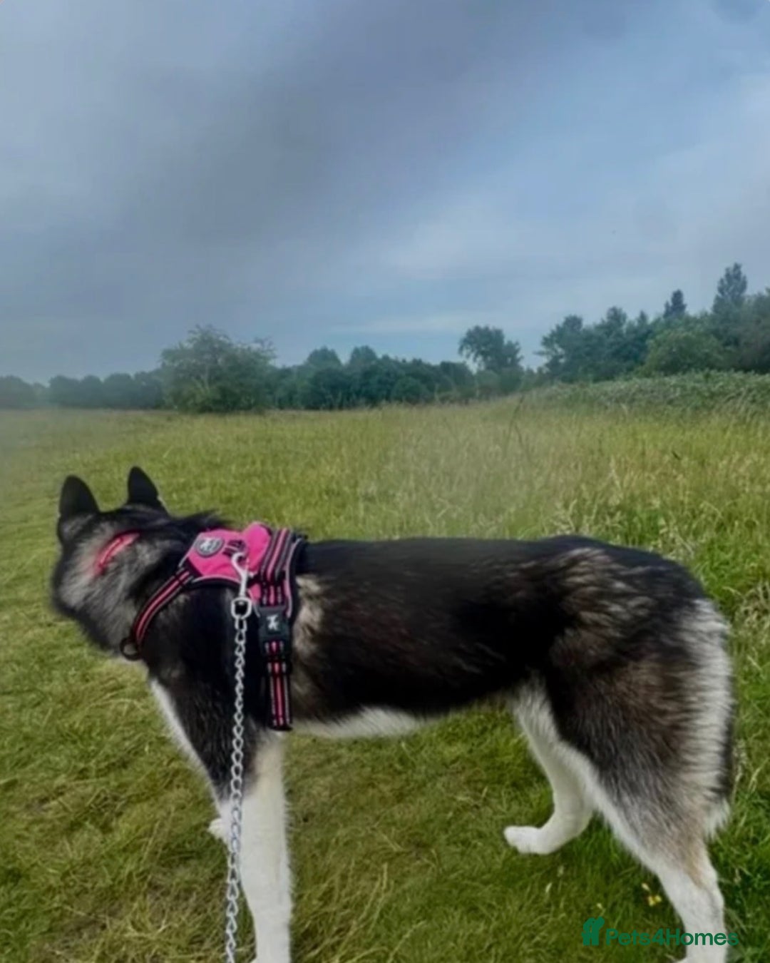 Siberian Husky dogs for sale: Siberian husky  - Advert 8