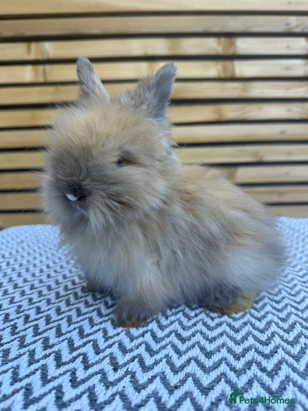 Angora rabbits for sale: Full Face English Angora’s  - Image 8