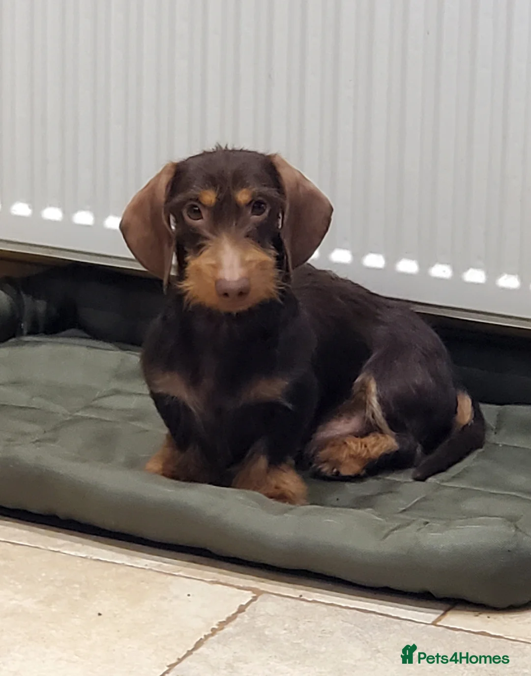 Miniature Dachshund dogs for sale: KC reg chocolate Mini Wirehaired Dachshund  boy - Advert 1