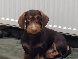 Miniature Dachshund dogs KC reg chocolate Mini Wirehaired Dachshund boy - Advert 14