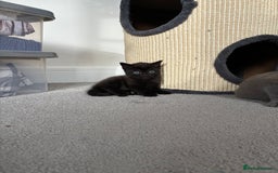 British Shorthair cats for sale: 🐾 British Shorthair Kittens 🐾 - Image 3