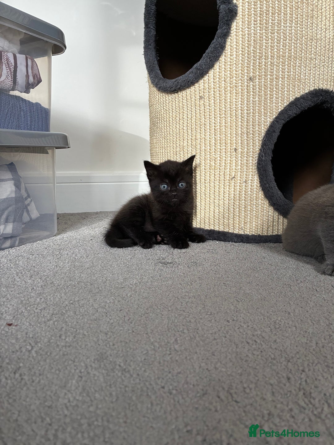 British Shorthair cats for sale: 🐾 British Shorthair Kittens 🐾 - Image 3