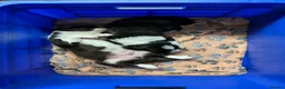 Mixed Breed dogs for sale: Australian Shepherd x Springer Spaniel Puppies in Malmesbury - Advert 7