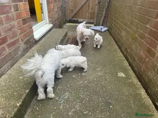 Maltese dogs Maltase - Advert 14