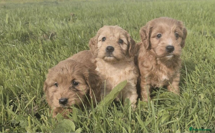 Cavapoo dogs - Advert 16