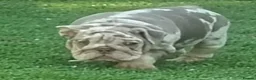 English Bulldog dogs for sale: 8 Stunning bulldog puppies, 4 males,4 females - Advert 12