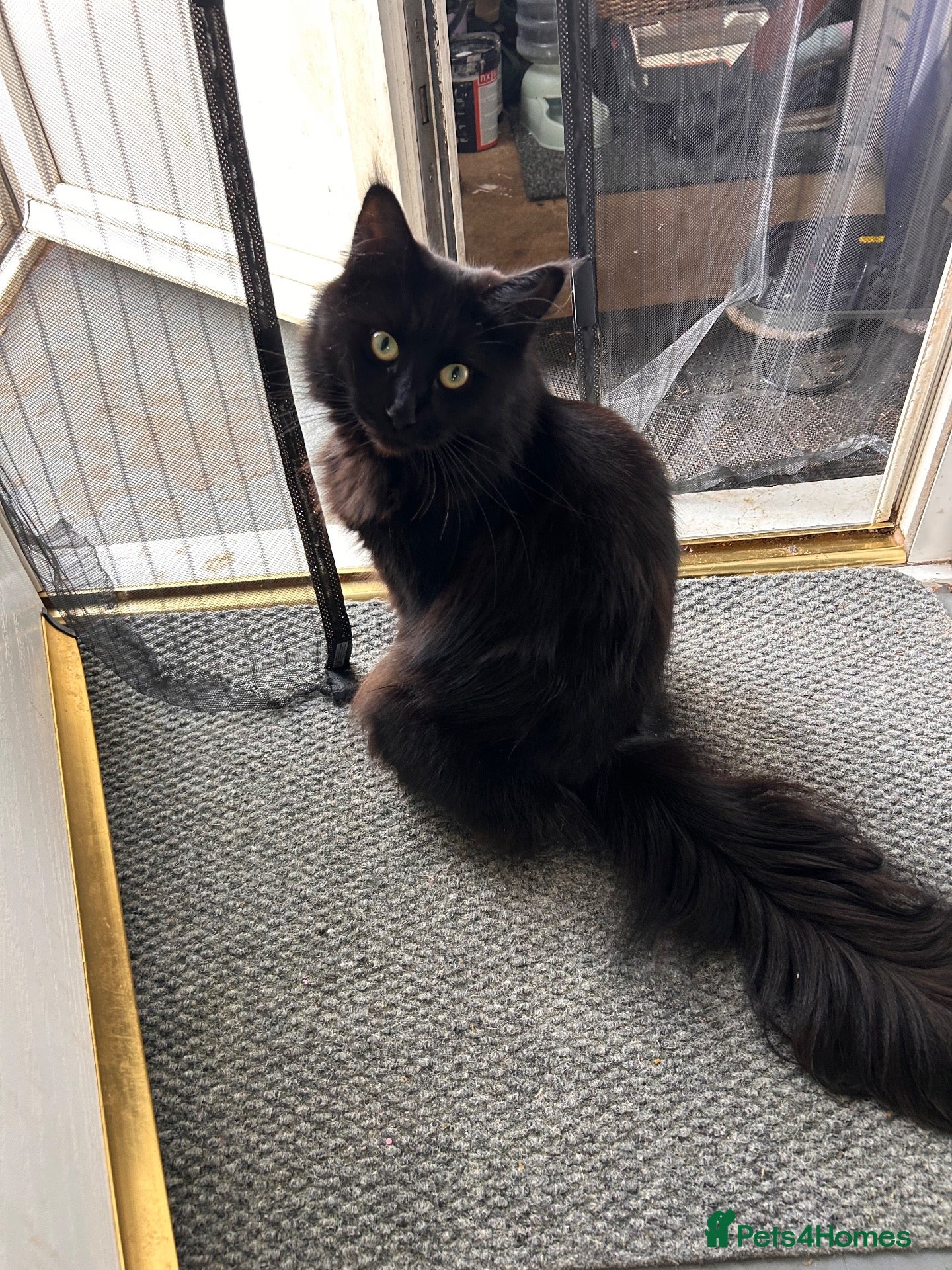 Maine Coon cats Molly - Maine Coon look for a  Forever home - Advert 10