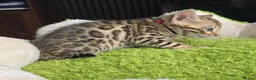 Bengal cats for sale: Outstanding rosetted brown bengal girls and boys🔥 - Advert 35