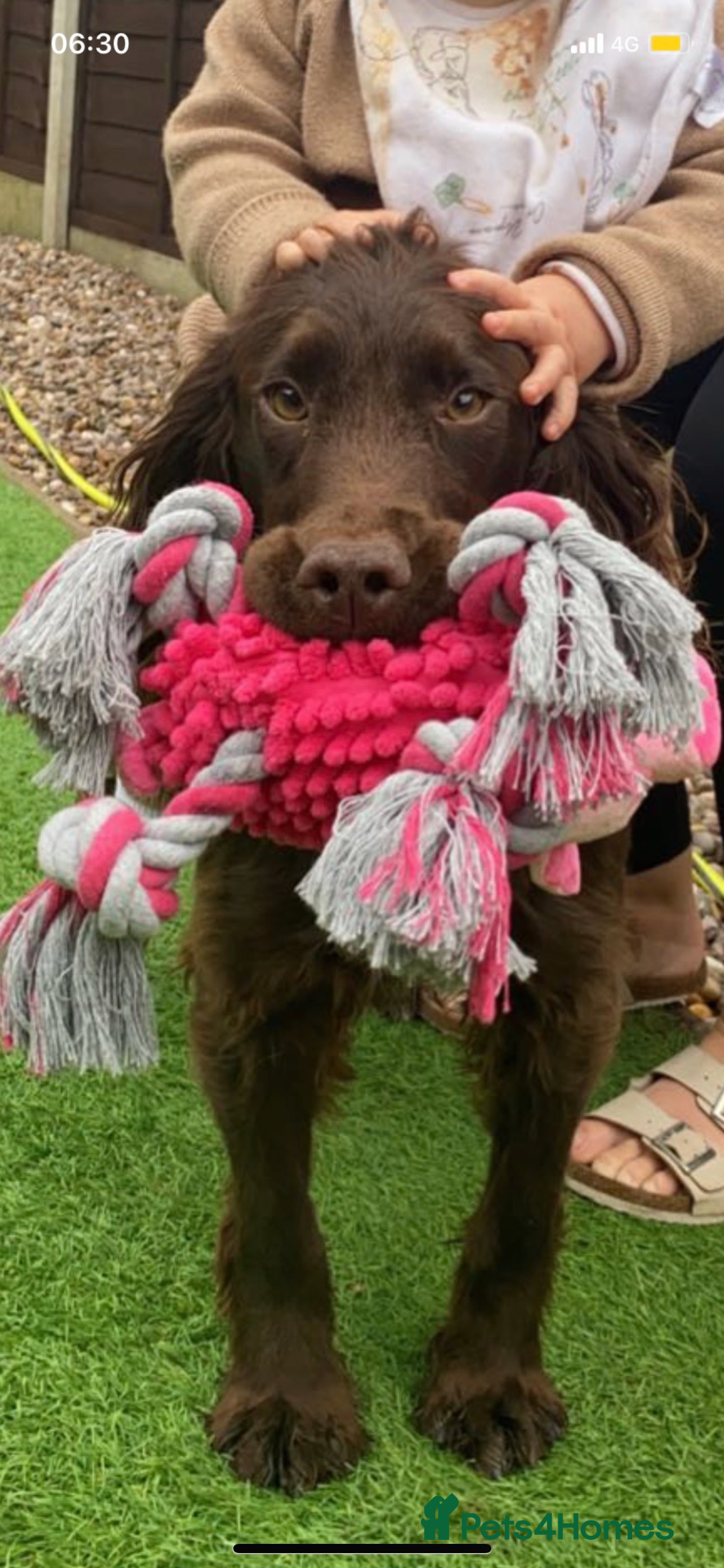 Cockapoo dogs for sale: 🌟 Stunning Cockapoo puppies 🌟  - Image 7