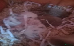 Mini Lop rabbits for sale: Mini lops (kits) - Image 3