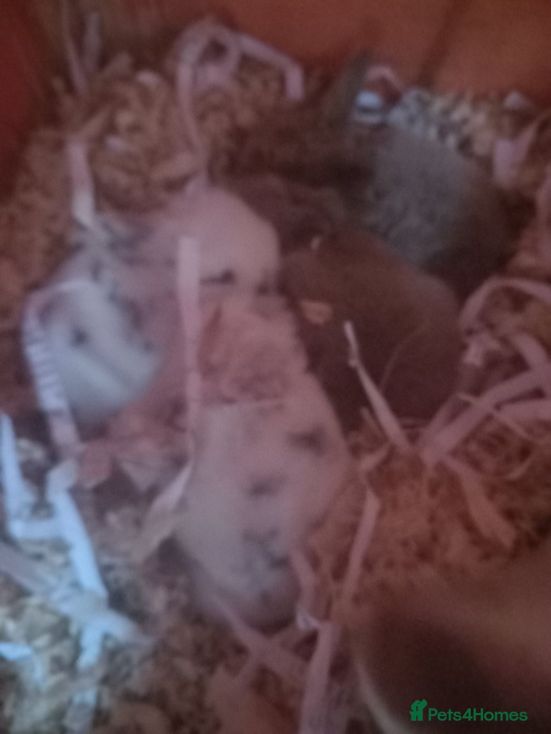 Mini Lop rabbits for sale: Mini lops (kits) - Image 3