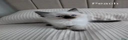Ragdoll cats for sale: Stunning GCCF REG PEDIGREE RAGDOLLS - Advert 38