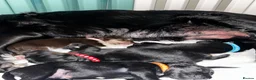 Mixed Breed dogs for sale: 4 puppies for sale  - Advert 12