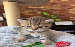 British Shorthair cats for sale: 💎Rare BSH Kittens💎Pedigree Champion Blood Line💎 - Image 22