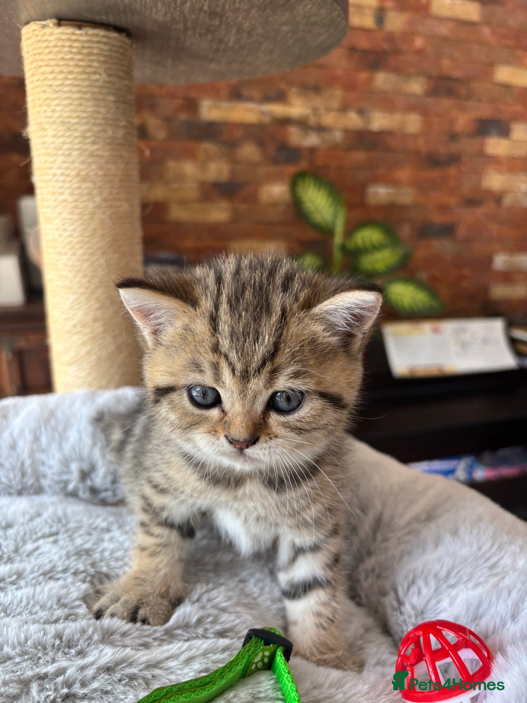 British Shorthair cats for sale: 💎Rare BSH Kittens💎Pedigree Champion Blood Line💎 - Image 22