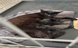 Mixed Breed cats for sale: 4 kittens - Image 1