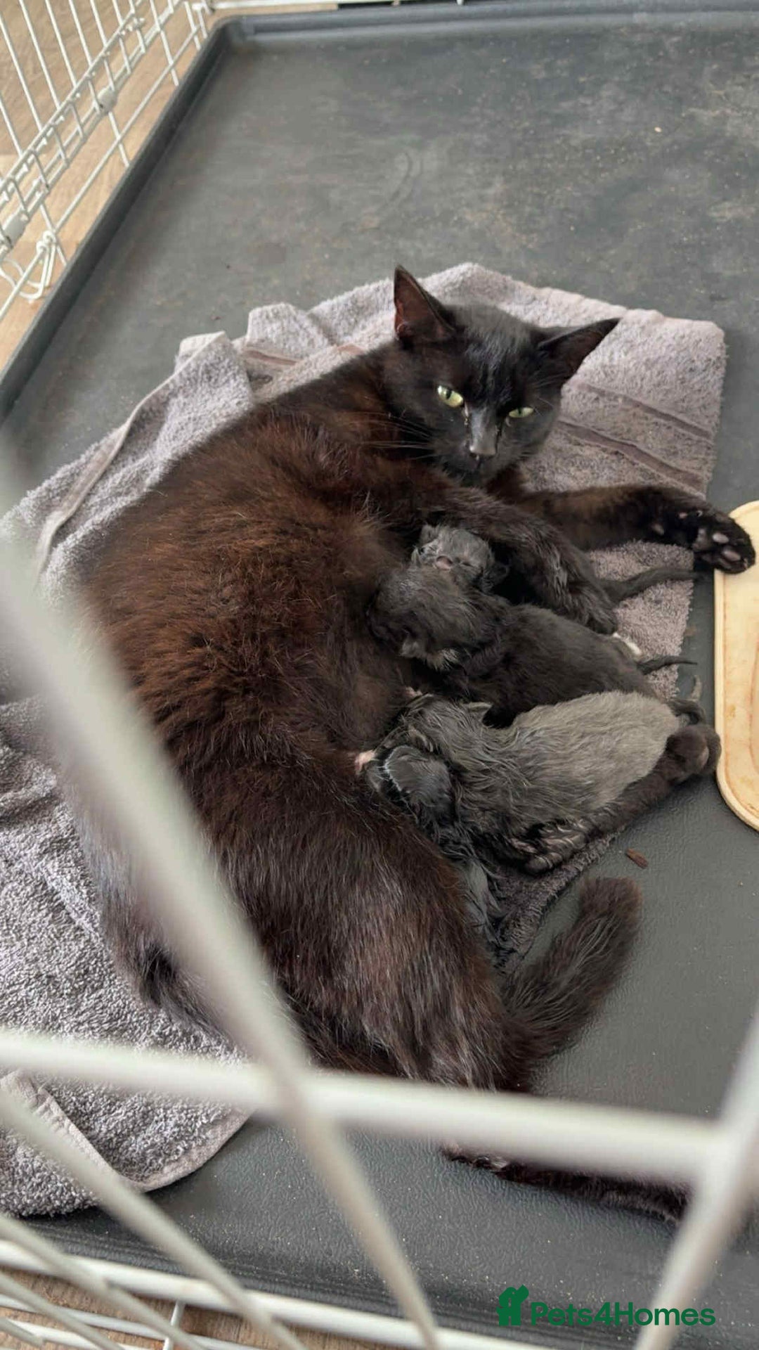 Mixed Breed cats for sale: 4 kittens - Image 1