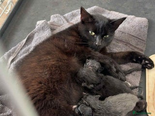 Mixed Breed cats - Advert 8