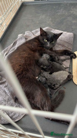 Mixed Breed cats - Advert 15
