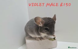 Chinchilla rodents for sale: STUNNING BABIES CHINCHILLA MIX COLOURS AND GENDER  - Image 9