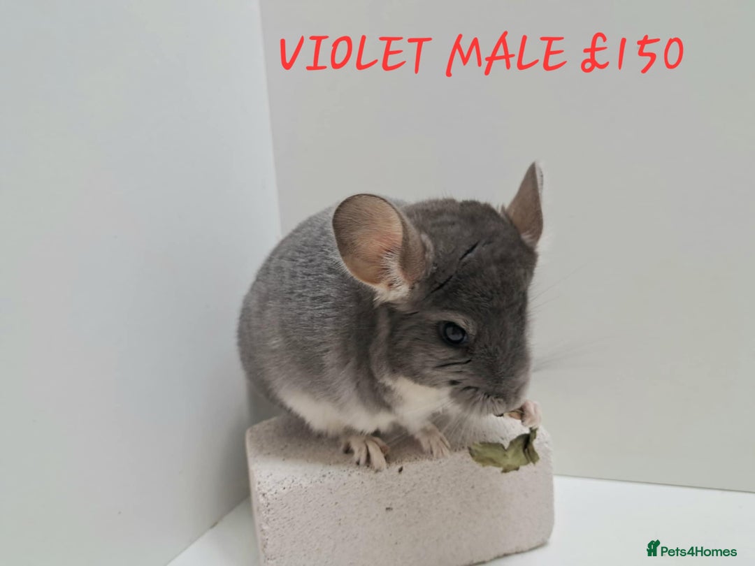 Chinchilla rodents for sale: STUNNING BABIES CHINCHILLA MIX COLOURS AND GENDER  - Image 9