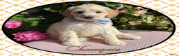 Labradoodle dogs for sale: 💐CAN STAY FOR HOLIDAYS💐RARE OPPORTUNITY💐 - Advert 29