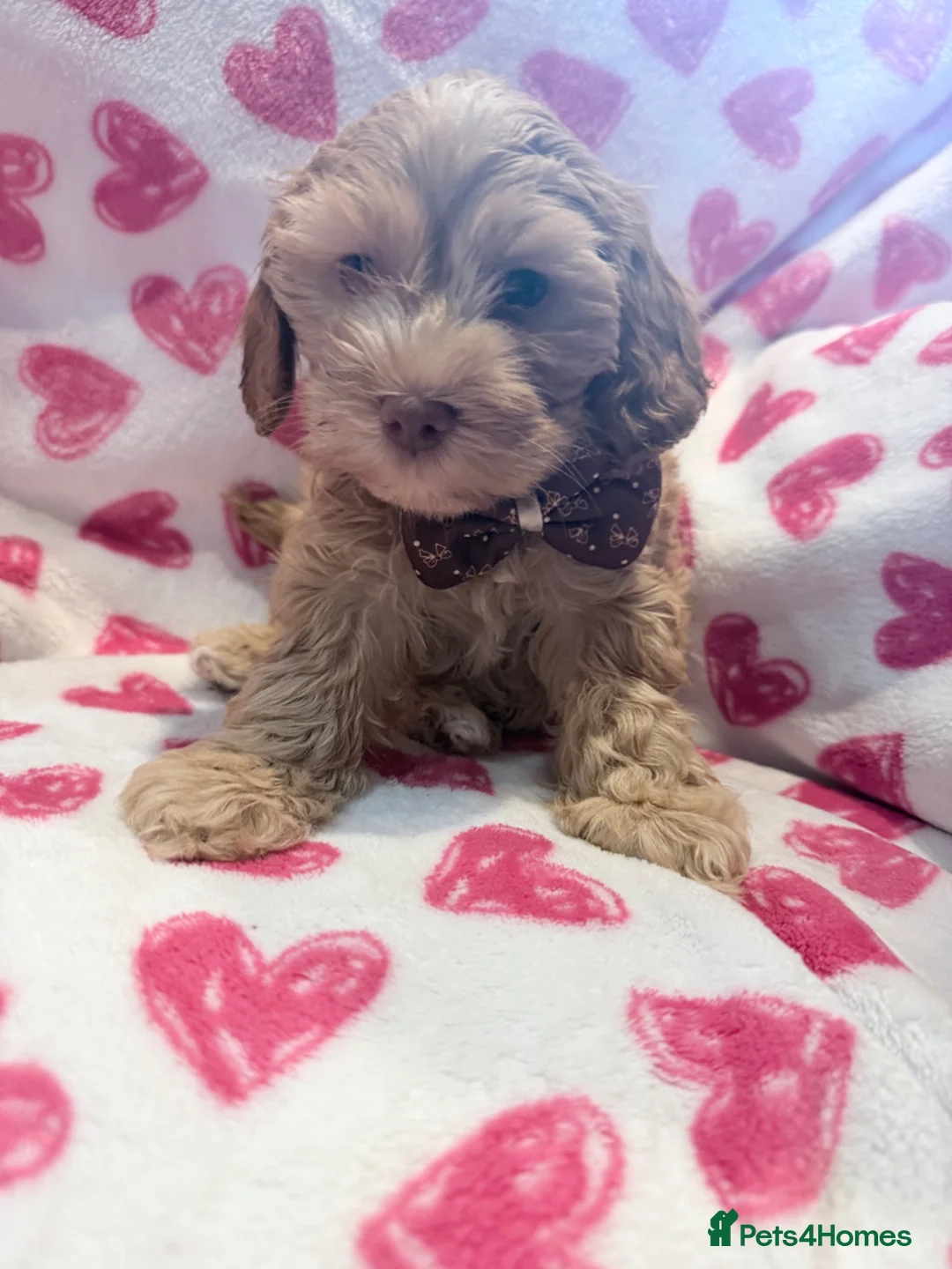 Cockapoo dogs for sale: 5* cockapoo puppies  - Advert 2