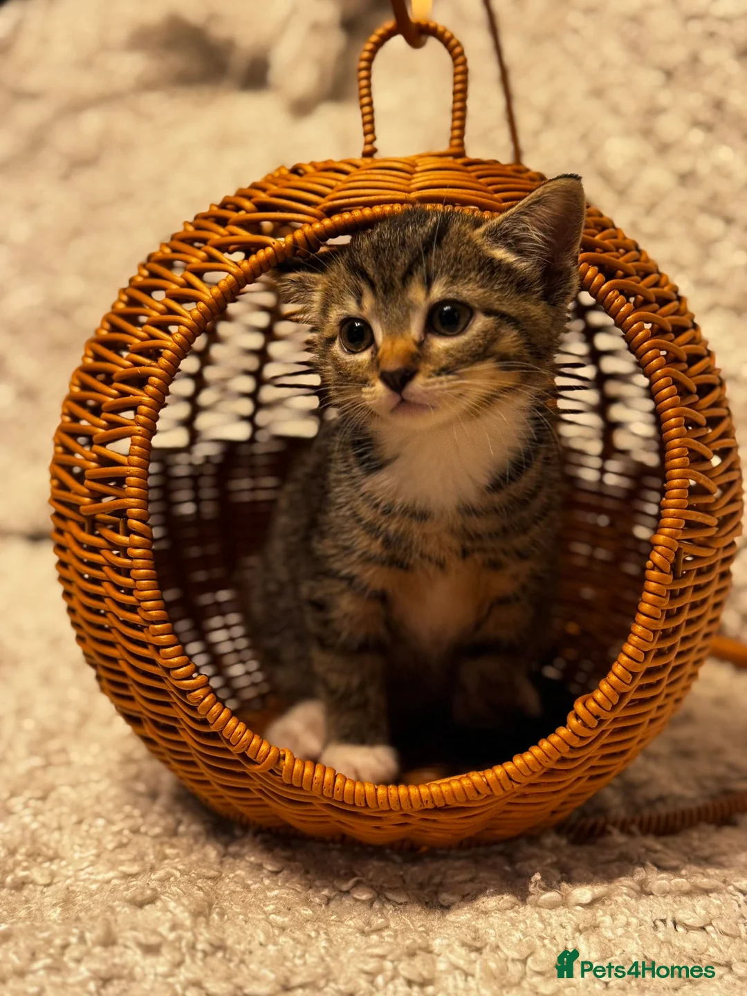 Scottish Fold cats for sale: ✨️5x Scottish Fold/Straight kittens READY TO GO ✨️ - Advert 14
