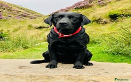 Labrador Retriever dogs for sale: KC registered Labrador pups ready October  - Image 11