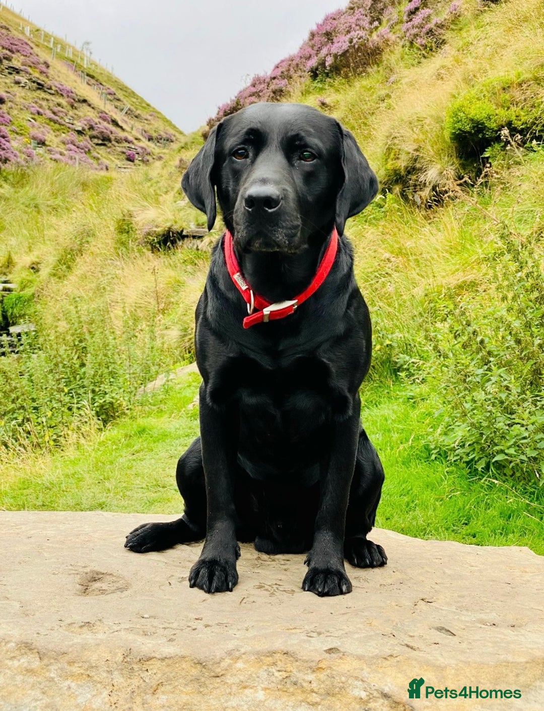 Labrador Retriever dogs for sale: KC registered Labrador pups ready October  - Image 11