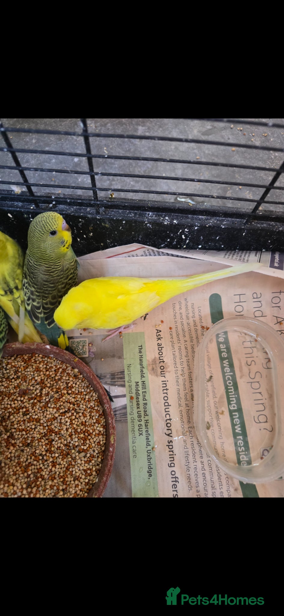 Budgerigars birds for sale: Baby budgies  - Advert 7