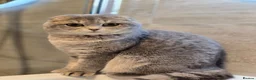 Scottish Fold cats for sale: Scottish fold  - Advert 2