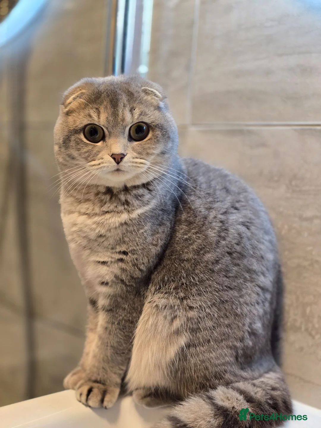 Scottish Fold cats for sale: Scottish fold  - Advert 2