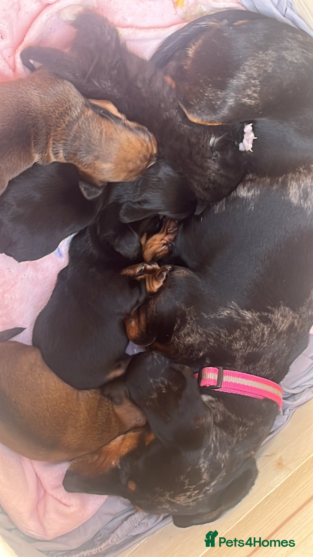 Dachshund dogs for sale: Beautiful baby’s  - Image 2