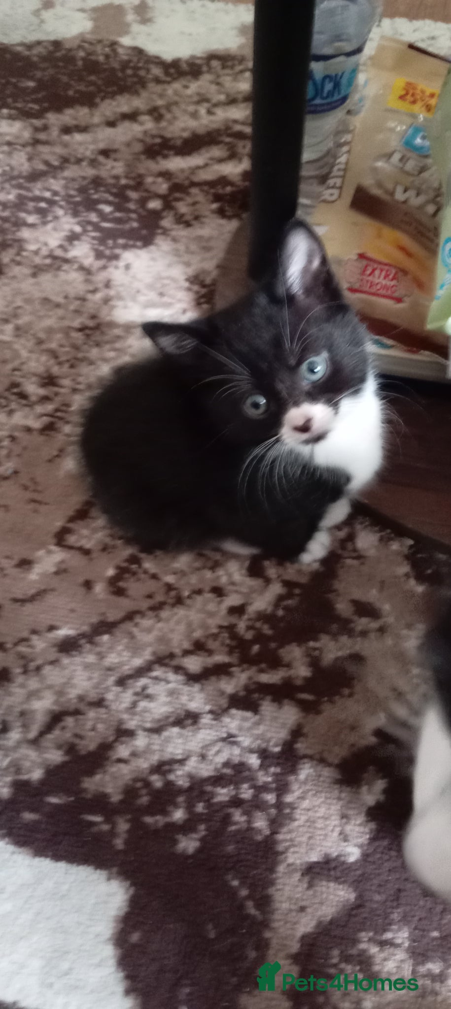 Mixed Breed cats for sale: Gorgeous tuxedo kittens  - Advert 5