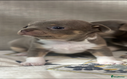 Chihuahua dogs for sale: Ready now ***Lilac girls - Image 5