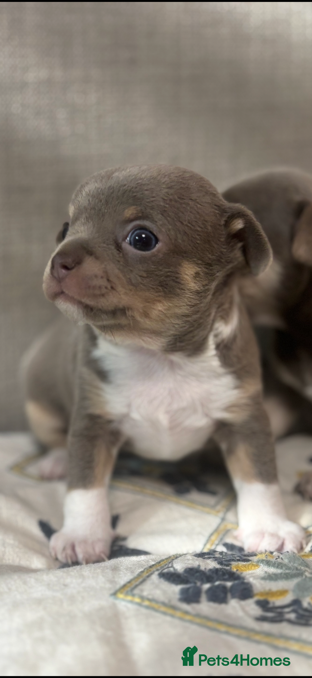 Chihuahua dogs for sale: Ready now ***Lilac girls - Image 5