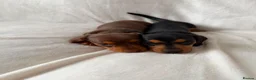 Miniature Dachshund dogs for sale: KC registered female puppies - Advert 10