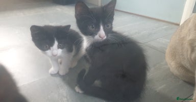 Domestic Shorthair cats - Advert 3