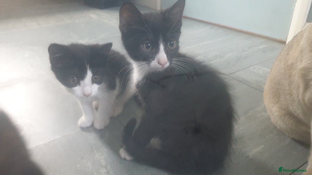 Domestic Shorthair cats for sale: Domestic kittens for sale - Image 2