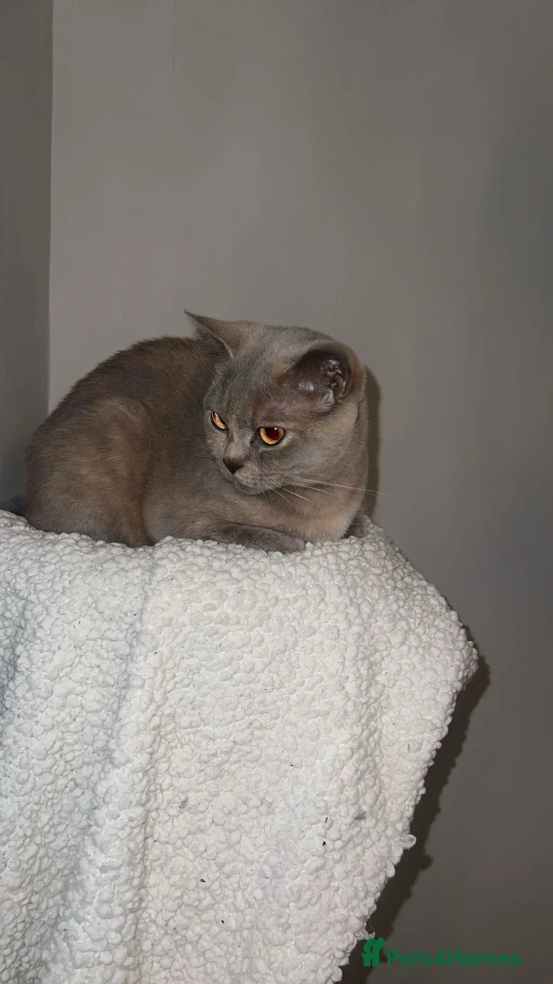 British Shorthair cats for sale: Hugs  - Advert 1